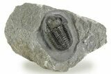 Detailed Gerastos Trilobite Fossil - Morocco #377233-2